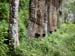 _1016019 rubber tree